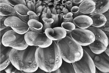 Dennis Frates - Silver Dahlia
