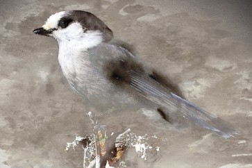 Stephane Fontaine - Grey Jay I