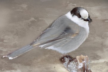 Stephane Fontaine - Grey Jay II