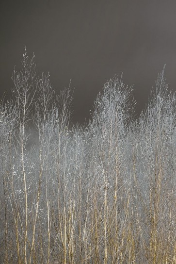 Assaf Frank - Silver Forest I