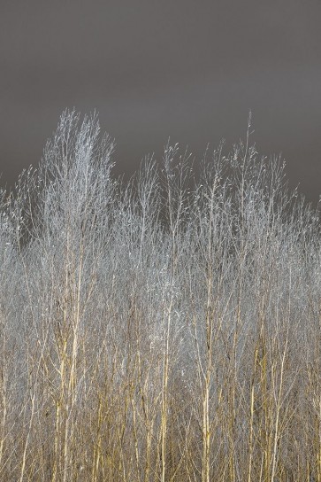 Assaf Frank - Silver Forest II