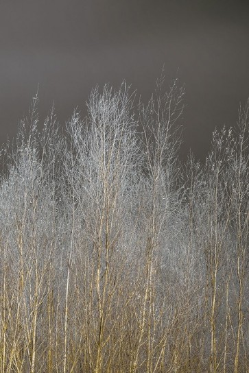 Assaf Frank - Silver Forest III
