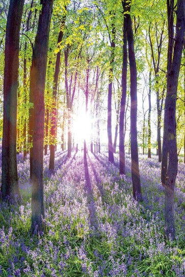 Assaf Frank - Bluebells and Sunrise I