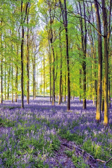 Assaf Frank - Bluebells and Sunrise III