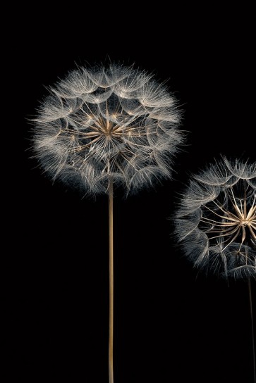 Assaf Frank - Make A Wish I