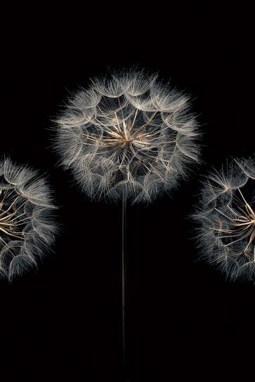 Assaf Frank - Make A Wish II