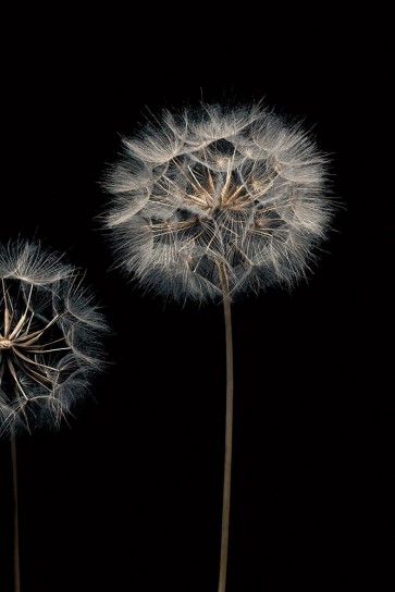 Assaf Frank - Make A Wish III