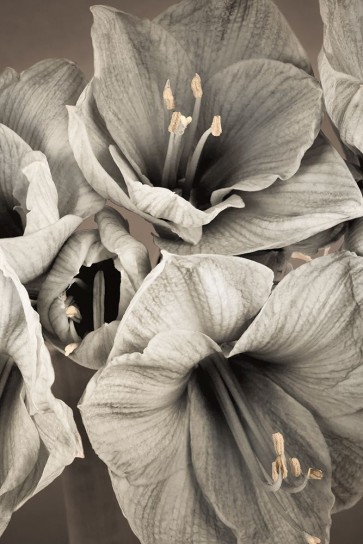Assaf Frank - Grand Floral II