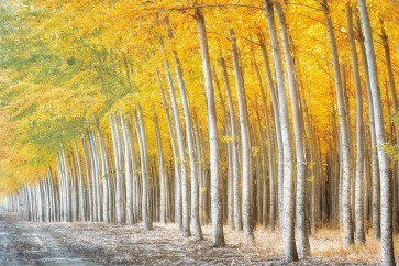 Dennis Frates - Gold Alley