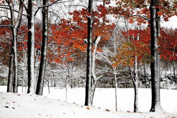 Burney Lieberman - SnowFall