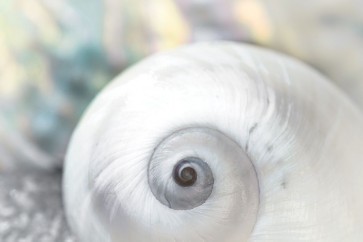 Dina Marie - Pearl Lite Seashell