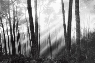 Monte Nagler - Mystical Forest and Sunbeams
