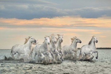 Xavier Ortega - Camargue Horses - France