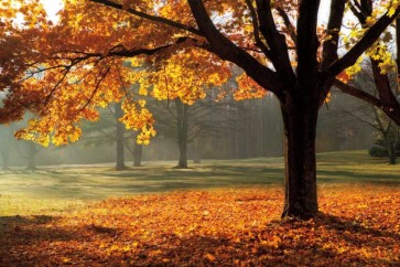 Mike Jones - Autumn