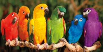 Mike Jones - Rainbow Parrots