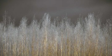 Assaf Frank - Silver Forest 
