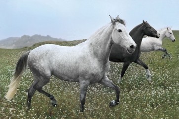 Jorge Llovet - Perfect Pasture