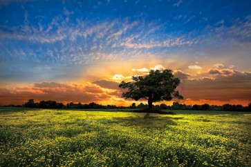 Celebrate Life Gallery  - Shadows at Sunset