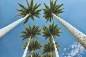 Dennis Frates - Looking Up 