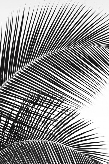 Dennis Frates - Tropical Fan