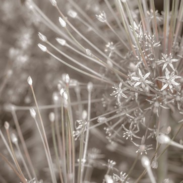 Assaf Frank - Silver Alliums