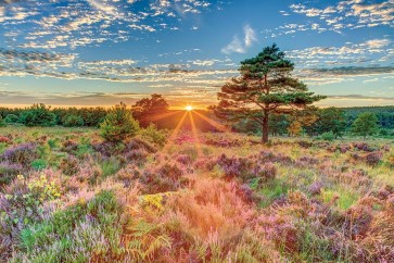 Assaf Frank - Heathland Sunset