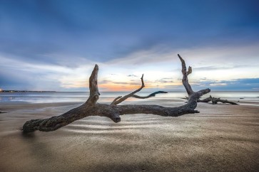 Celebrate Life Gallery - Bones Beach