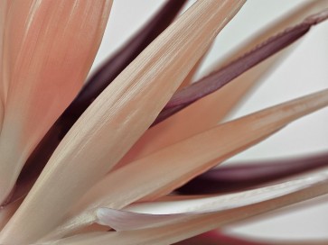 Assaf Frank - Heliconia Harmony