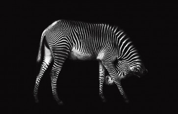 Xavier Ortega - Zebra Solo
