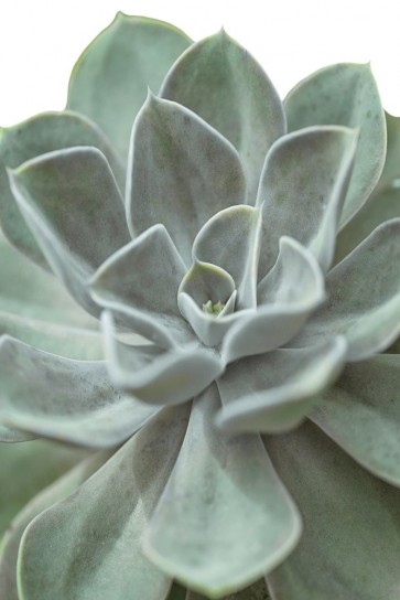 Assaf Frank - Echeveria