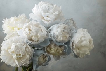 Assaf Frank - A Gift of Peonies