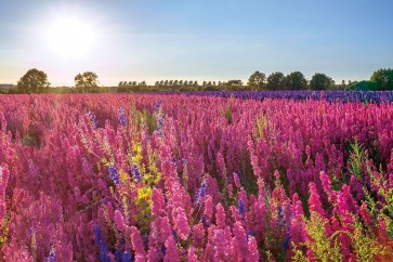 Assaf Frank - Delphinium Field