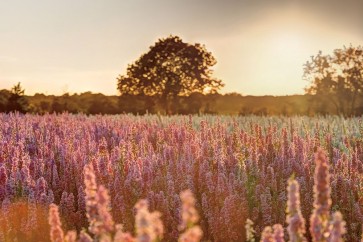 Assaf Frank - Delphinium Sunset