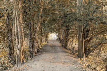 Assaf Frank - Autumn Forest