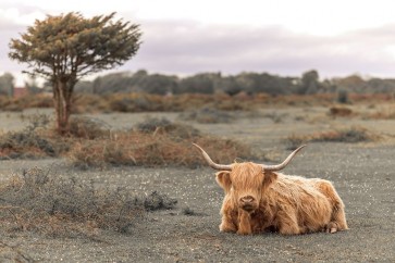 Assaf Frank - Highland Cow II