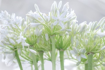 Assaf Frank - African Lily I