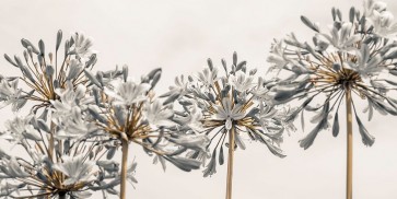 Assaf Frank - African Lily II