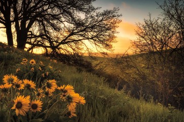D. Burt - Sunrise Silhouette