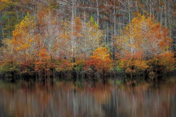 D. Burt - Autumn Cypress