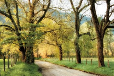 D. Burt - Warm Moning Light 