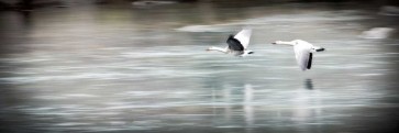 Todd McPhetridge - Coasting 