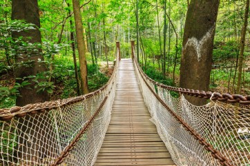 Frank Morse - Suspension Bridge In The Quiet Forest  
