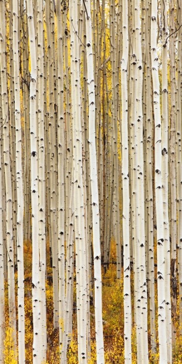 Idan Myrddin - Birch Trunks  