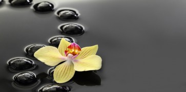 Omar Olavi - Yellow Orchids on Black Stones  
