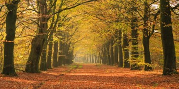 Theodor Climacus - Autumn Forest  