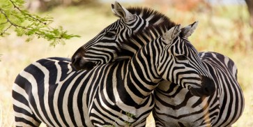 Rogelio Tybalt - Zebra Couple  