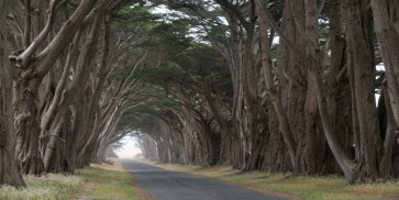James Petrosky - Tree Groove  