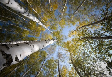 Idan Myrddin - Birch Forest, Sky View  