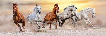 Jocelyn Borivoj - Horse Run In Desert  