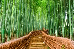 Japan Bamboo Forest - Kyoto  
